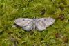 Eupithecia tenuiata